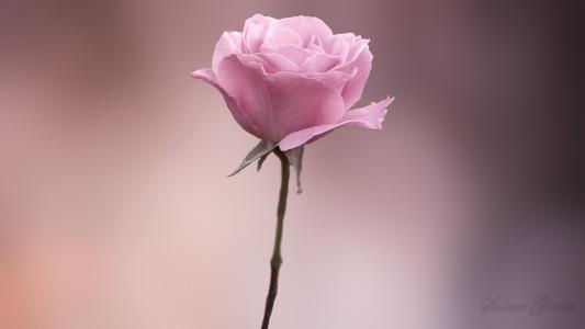 挣钱别忘了亲情的句子 2