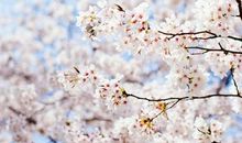 春季天气问候短信