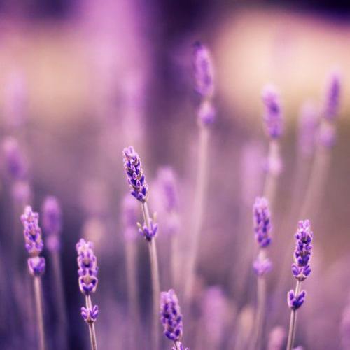 关于亲情的简单英语句子 2