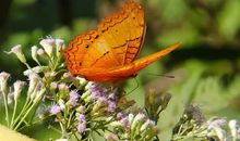 早上问候女孩子短信