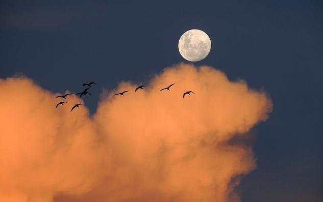 15.命运为我们提供了自由发展的机会。只有当我们自己固执时，我们的计划才会被挫败。莎士比亚