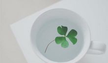 赞美父母亲情的句子英文