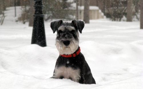 12.茂密的森林地带已从过去的翡翠绿色服装改变了,并已由白银色衣服取代。高高的白杨树树枝像一把长剑刺向天空。翠绿的针叶松动不动地站立在那里,狂妄地接受风吹雪。针头上覆盖着羊毛松的雪球,像白色的外套。垂柳和哭泣的榆树的树枝不再显得枯萎了,上面的白雪就像朵朵白梅花。