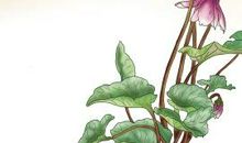 赞美玫瑰的句子