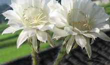 生日感恩亲情的句子