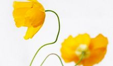 圣经里关于亲情的经典句子