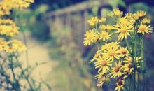 用诗句表示亲情的句子