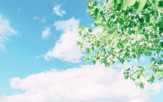 12.世界是如此之大。心脏是如此之小,没人能听到我的琐碎痛苦,我认为这是生活的现实