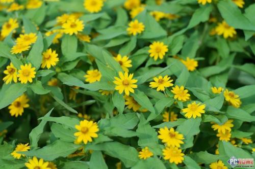 11.尖叫是悲伤的,但兴奋是显而易见的。