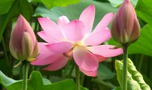 荷花的优美句子