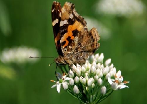 女人在励志人生中必须阅读的10个字