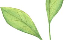 亲情胜过一切的句子