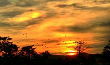 关于思乡的思念句子