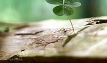 坚强执着的正能量句子