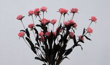 摘葡萄开心的句子 摘葡萄的乐趣的语句