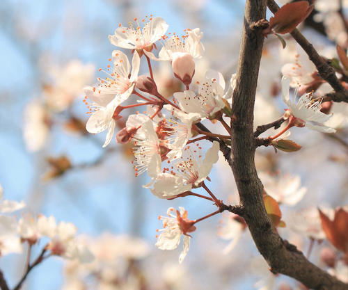 美丽的句子，春风拂面