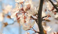 春风的优美句子