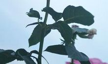 赞美大家庭亲情的句子