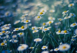 11.白色的球像弧光的球一样，呈弧形，交错和连接。