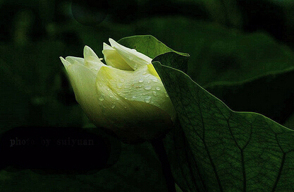 爱与奉献的正能量句子