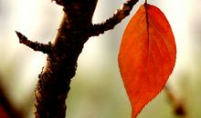 是叶子的离开，还是树没有挽留