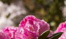 关于赞美亲情的句子