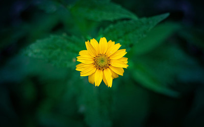 关于亲情的霸气句子说说心情 2