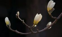 怀念亲人逝世的诗句