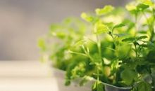 形容亲人亲情的句子