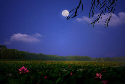 20，月光似腹泻，荷花姿势挺挺。看着高高的莲花，绿色的叶子像裙子，从尘土中漂浮出来，冰块清澈玉石；荷花在月光下安宁，一个年轻人坐在水边，拔起碧波荡漾，碧波荡漾，年轮绽放，他低下头沉思。一起想象。