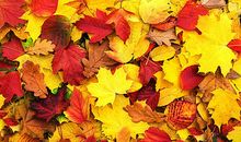 关于秋天的诗句