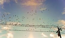 形容单身的句子