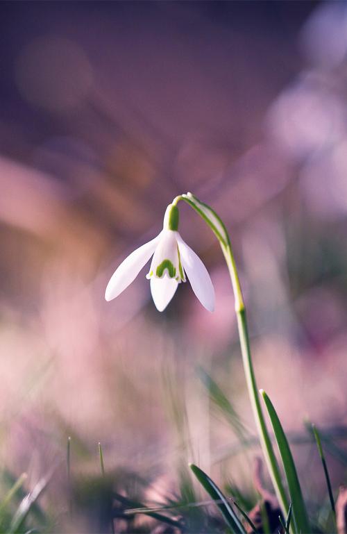 关于花的审美语气句子