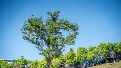 9.今天是你的生日；您向耶稣许愿，并说您是一位非常仁慈的上帝！送我一个美丽的女人！耶稣说美丽的女人要来了。您睁开眼睛，看看是否可以依靠我！美丽的女人实际上是一个正在阅读短信的头小猪！