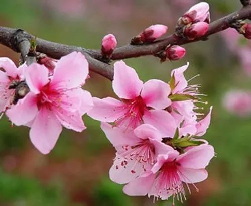 描写桃花的诗句有哪些 赞美桃花的诗句 2