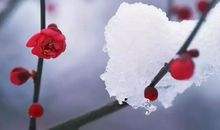 描写梅花的诗句 最经典的梅花诗