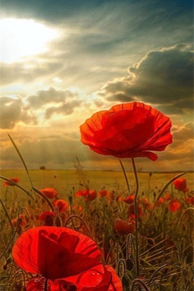 形容很在意亲情的句子 1