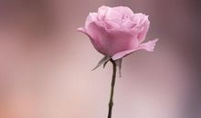 亲情经典散文句子