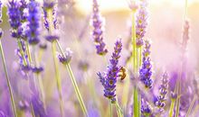 理解珍惜亲情的句子