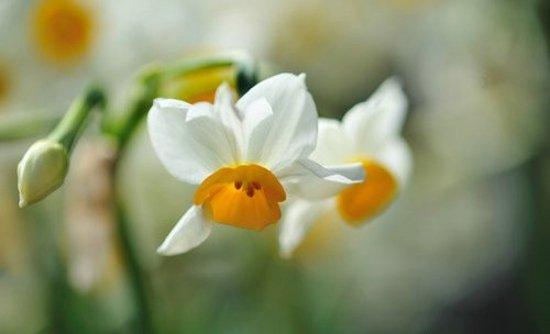 10.给您发送一束芬芳，给您发送一束芬芳，给您发送绿叶，给您发送春天，一切都是我的愿望。