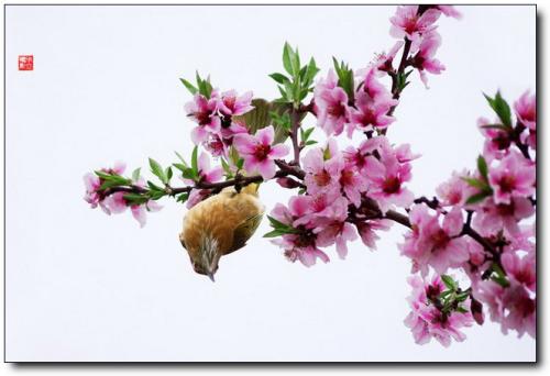 句子描述美丽的春天