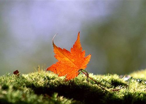 60.夜晚的天空像水一样凉爽，躺下来看着牵牛花和Vega-Du Mu的“秋夜”