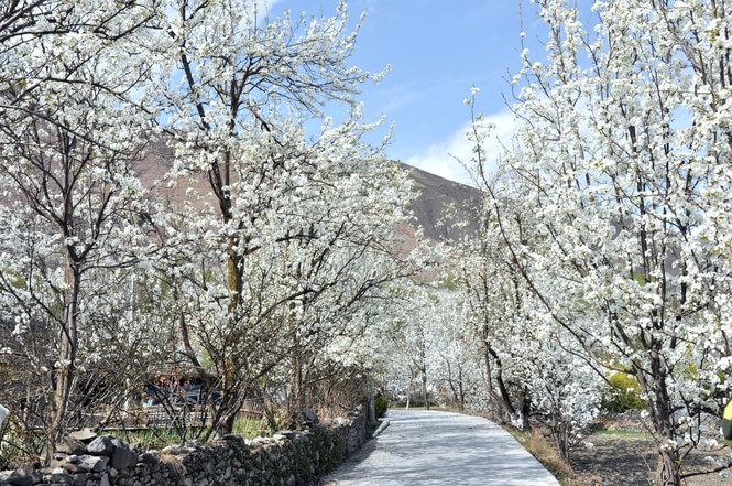 51.岳汉湖村雪岭松边路。朦胧的梨花盛开在梦境中。游，房檐春小檐。蒋美新，翠鸟向人们哭泣。 ____元悟真小玲“ [南露]金字经·梅边”