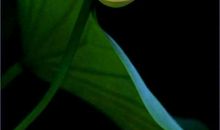 表示很淡定的句子