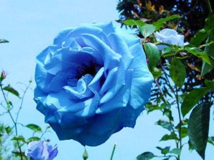 描述玫瑰的句子