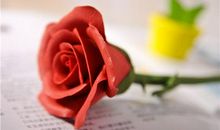 描写玫瑰花的优美句子