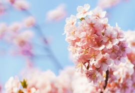 12.因为在雪地里跳舞的你深深地烙在我的心里，所以每个冬天，只要我还活着，我都会为你造一尊雕像，让你永远留在我心中，让碎冰飘到你很远。 。