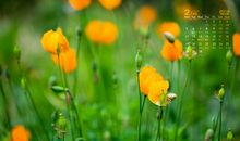 开心过一天的句子