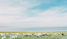 表达放羊很开心的句子