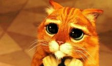 不要用那种小狗般无辜的眼神看我